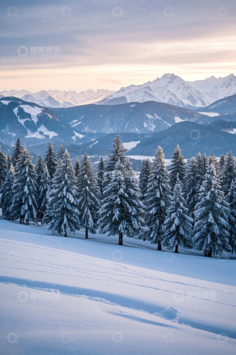 高清大图下载【趣麦麦图】雪山下的雪松林自然风光