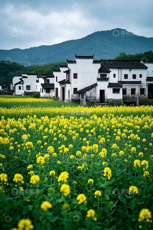 乡村油菜花田旁的白墙黑瓦建筑