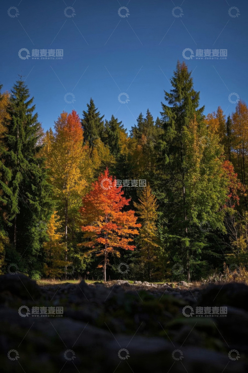 高清大图下载【趣麦麦图】秋日森林多彩树木风景