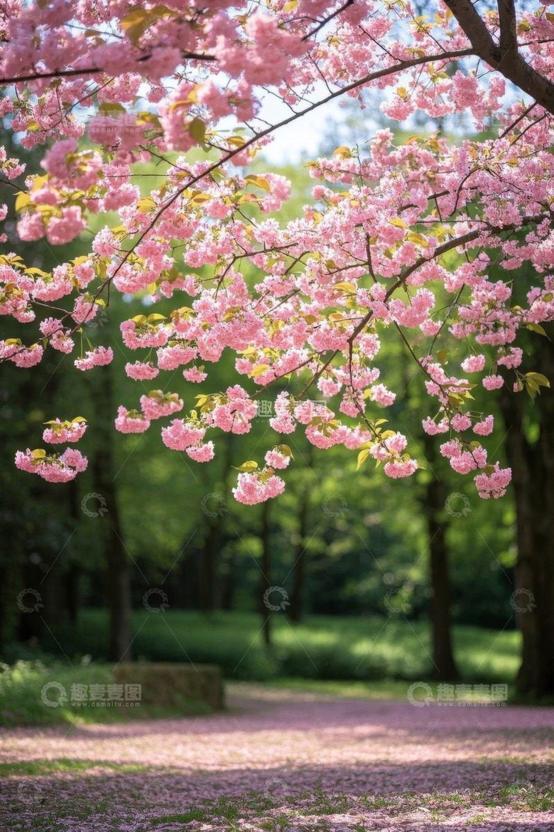 高清大图下载【趣麦麦图】盛开的粉色樱花树与地面落英