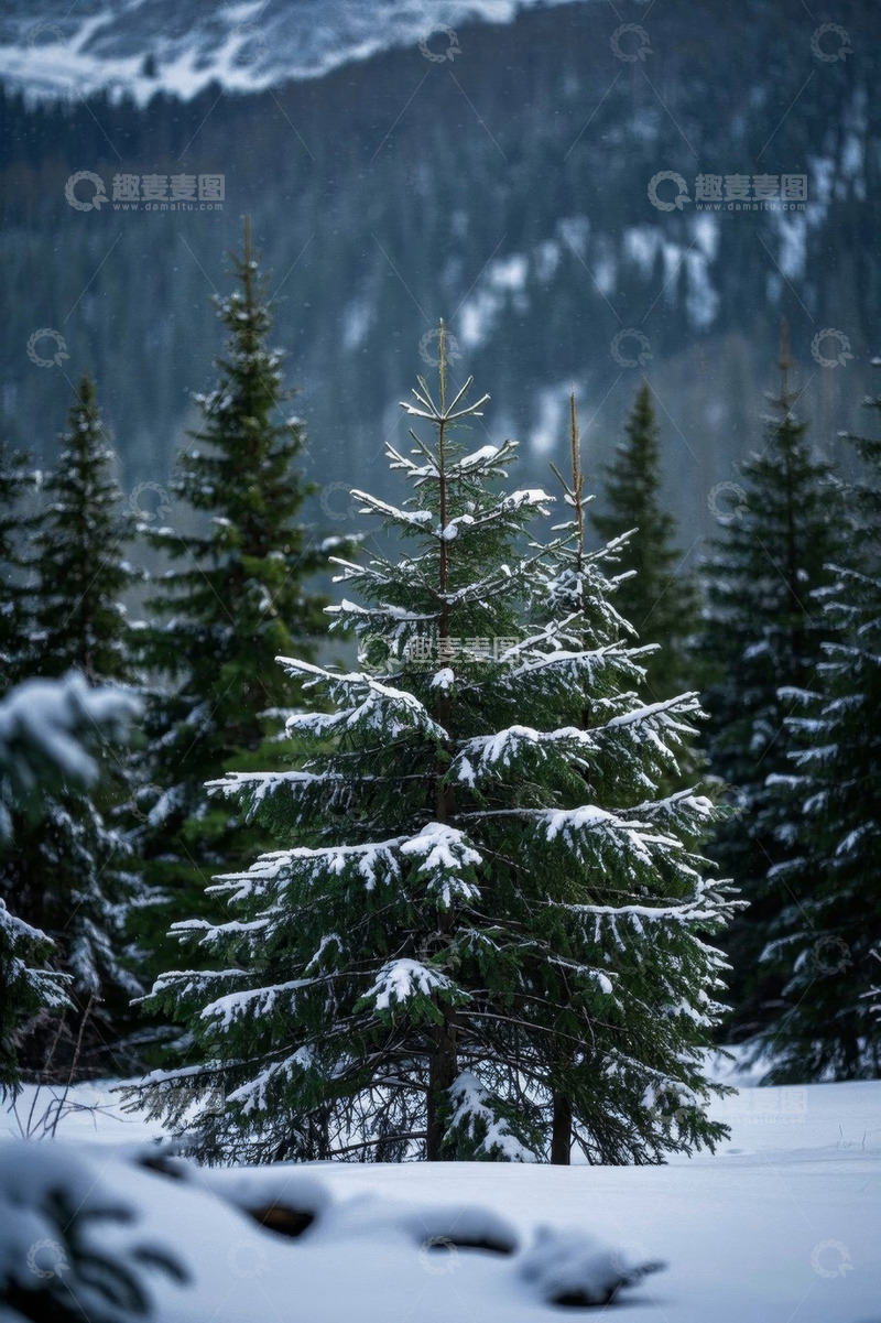 高清大图下载【趣麦麦图】雪覆盖的森林松树景观