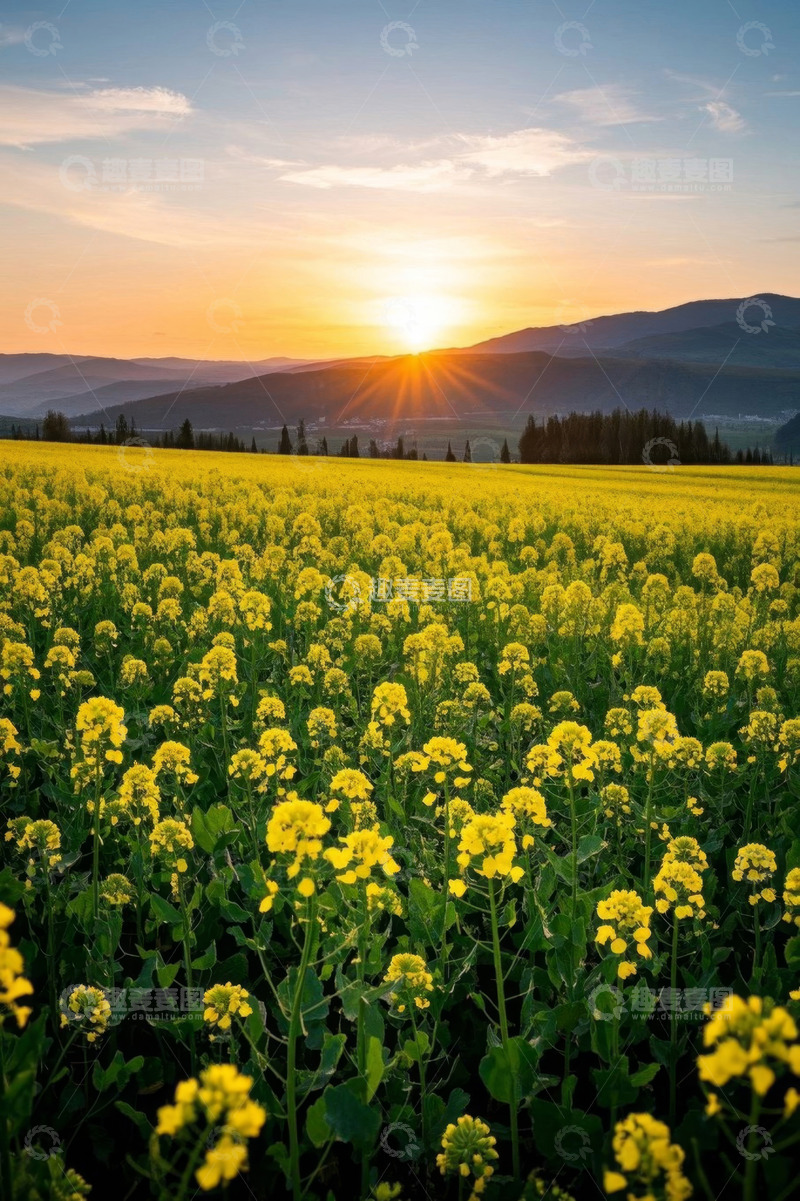高清大图下载【趣麦麦图】夕阳下的油菜花田风景