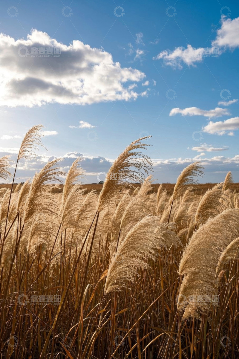 高清大图下载【趣麦麦图】户外随风摇曳的芦苇风景