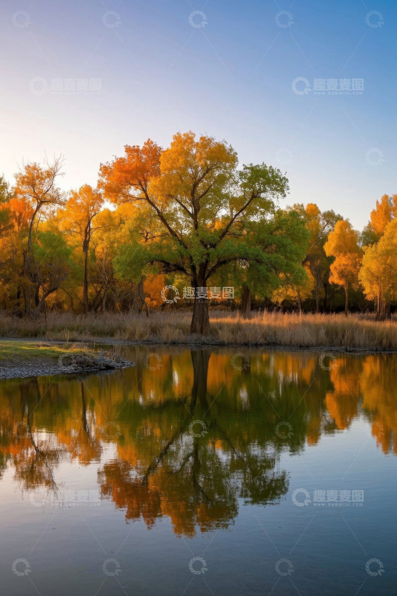 高清大图下载【趣麦麦图】秋季水边胡杨林景色