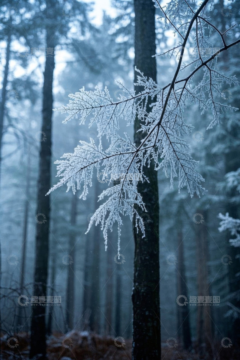 高清大图下载【趣麦麦图】覆雪森林树枝特写