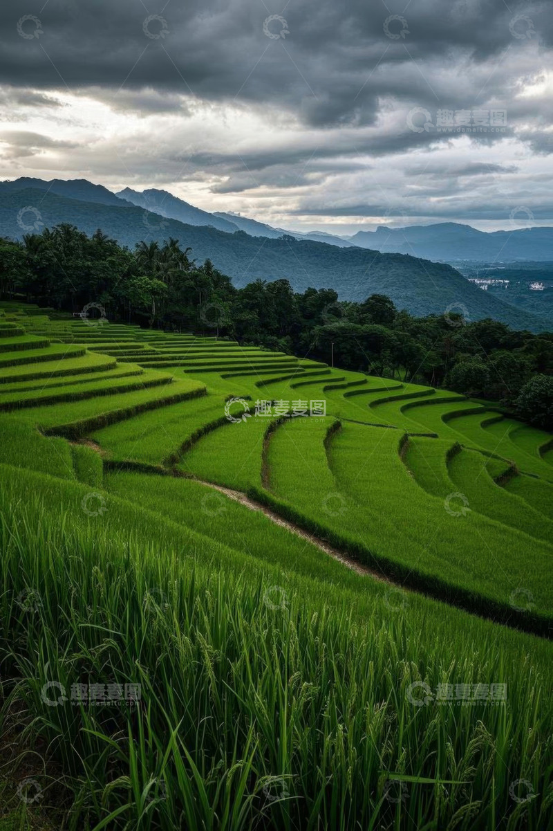 高清大图下载【趣麦麦图】青山下的绿色梯田风光