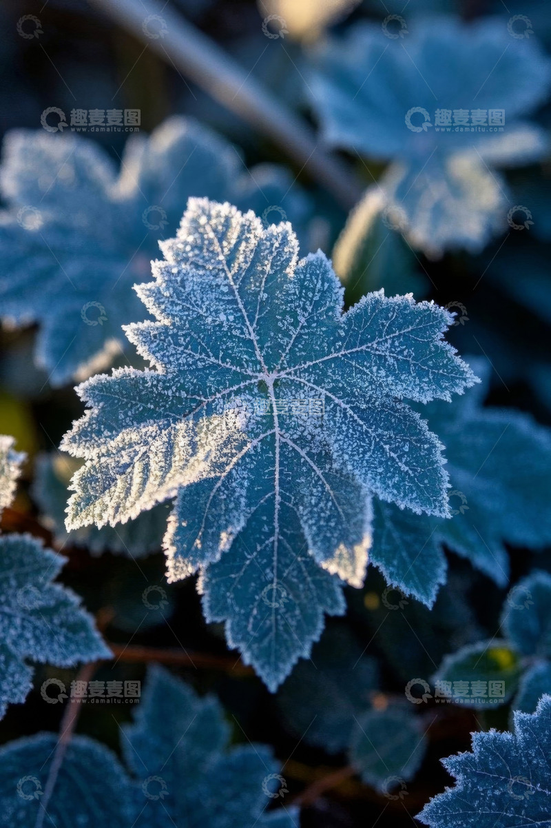 高清大图下载【趣麦麦图】覆霜植物叶片特写