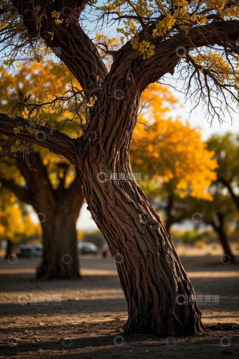 高清大图下载【趣麦麦图】胡杨林单棵树木特写