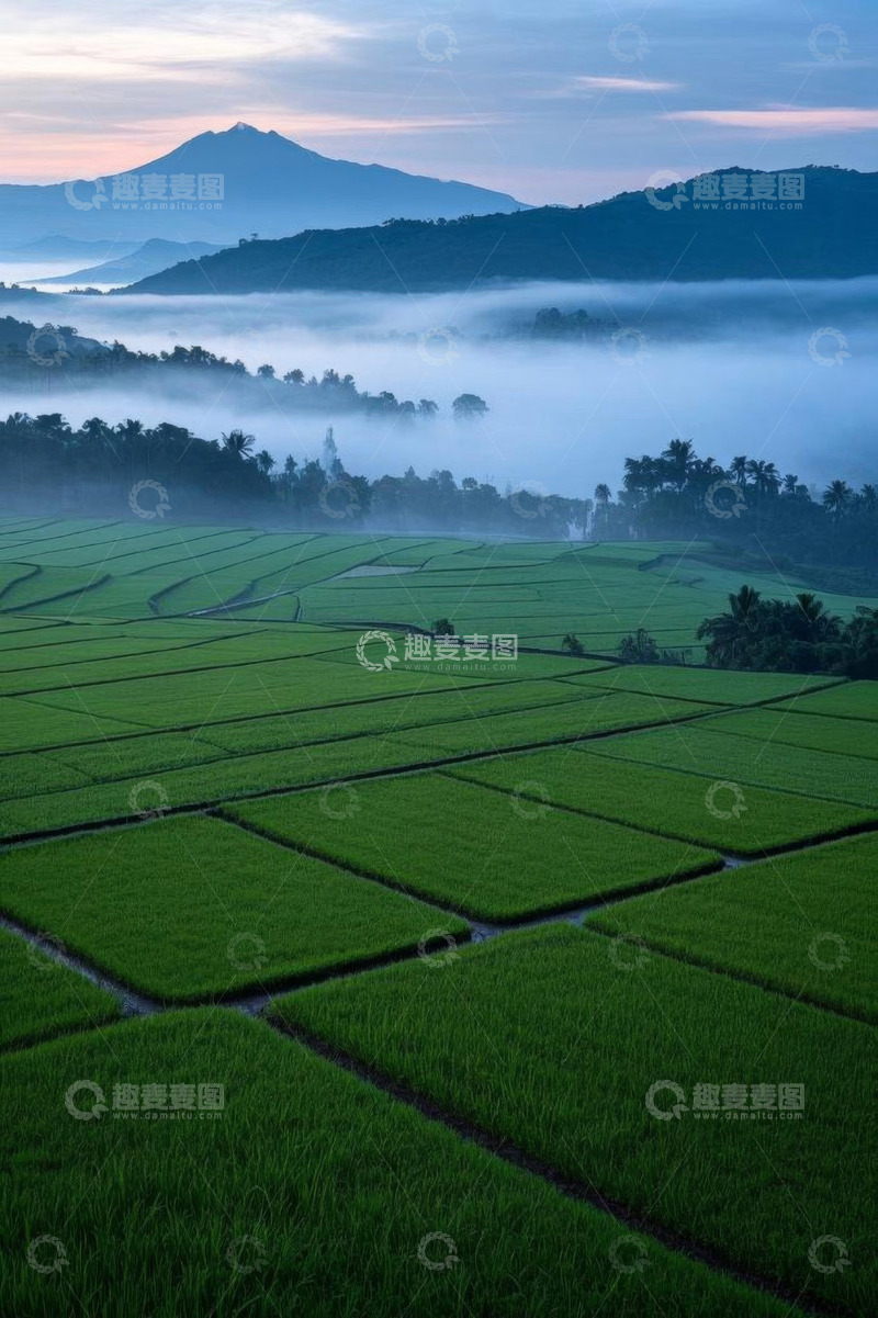 高清大图下载【趣麦麦图】晨雾中的绿色稻田与远山