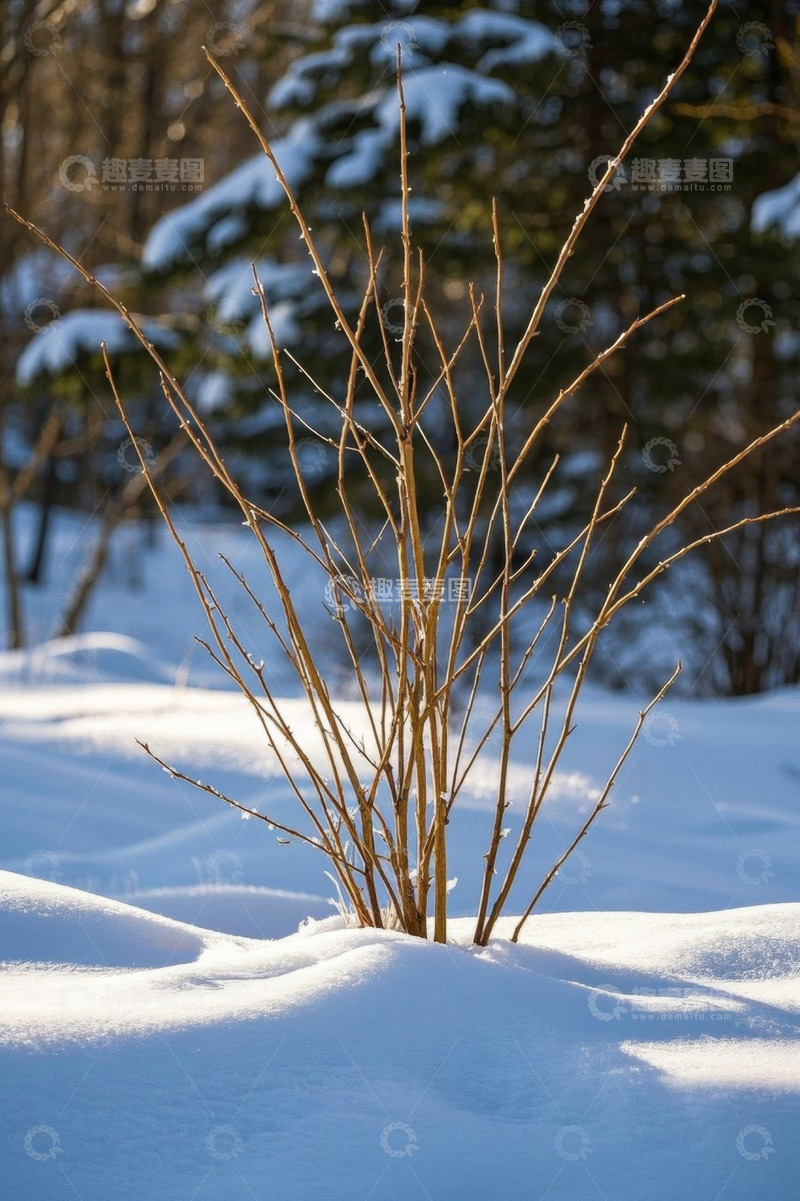 高清大图下载【趣麦麦图】雪地中生长的光秃植物