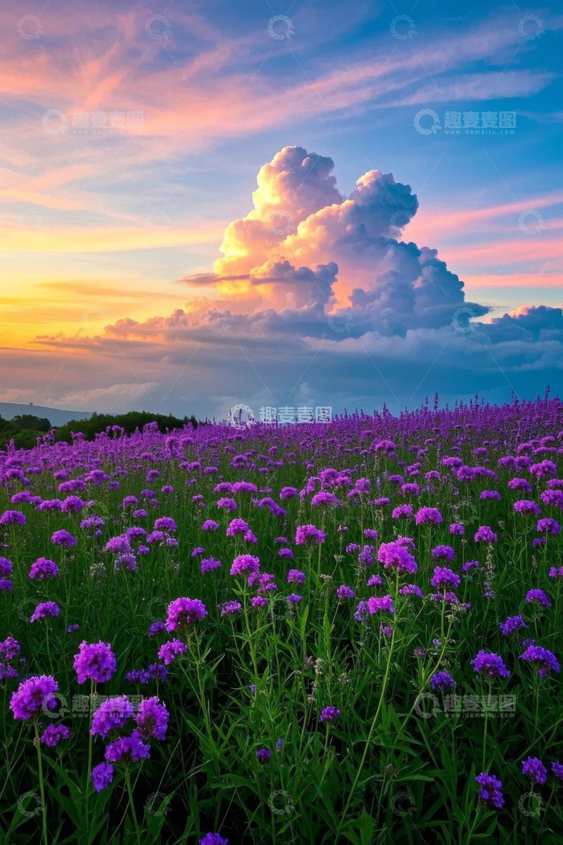 高清大图下载【趣麦麦图】紫色花海与绚丽晚霞景观