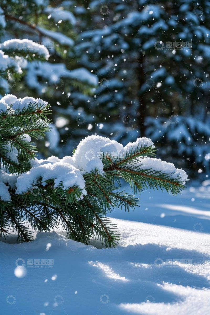 高清大图下载【趣麦麦图】雪覆松枝的冬日森林景象