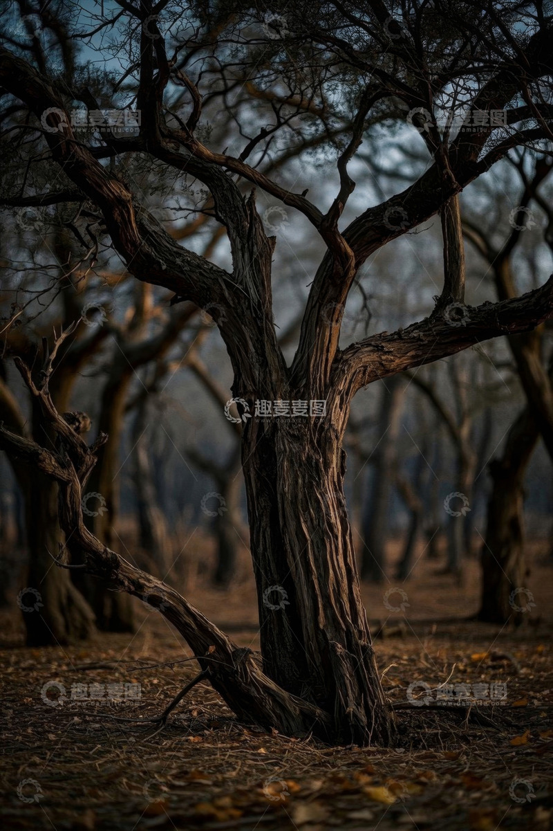 高清大图下载【趣麦麦图】户外森林中枯树景象