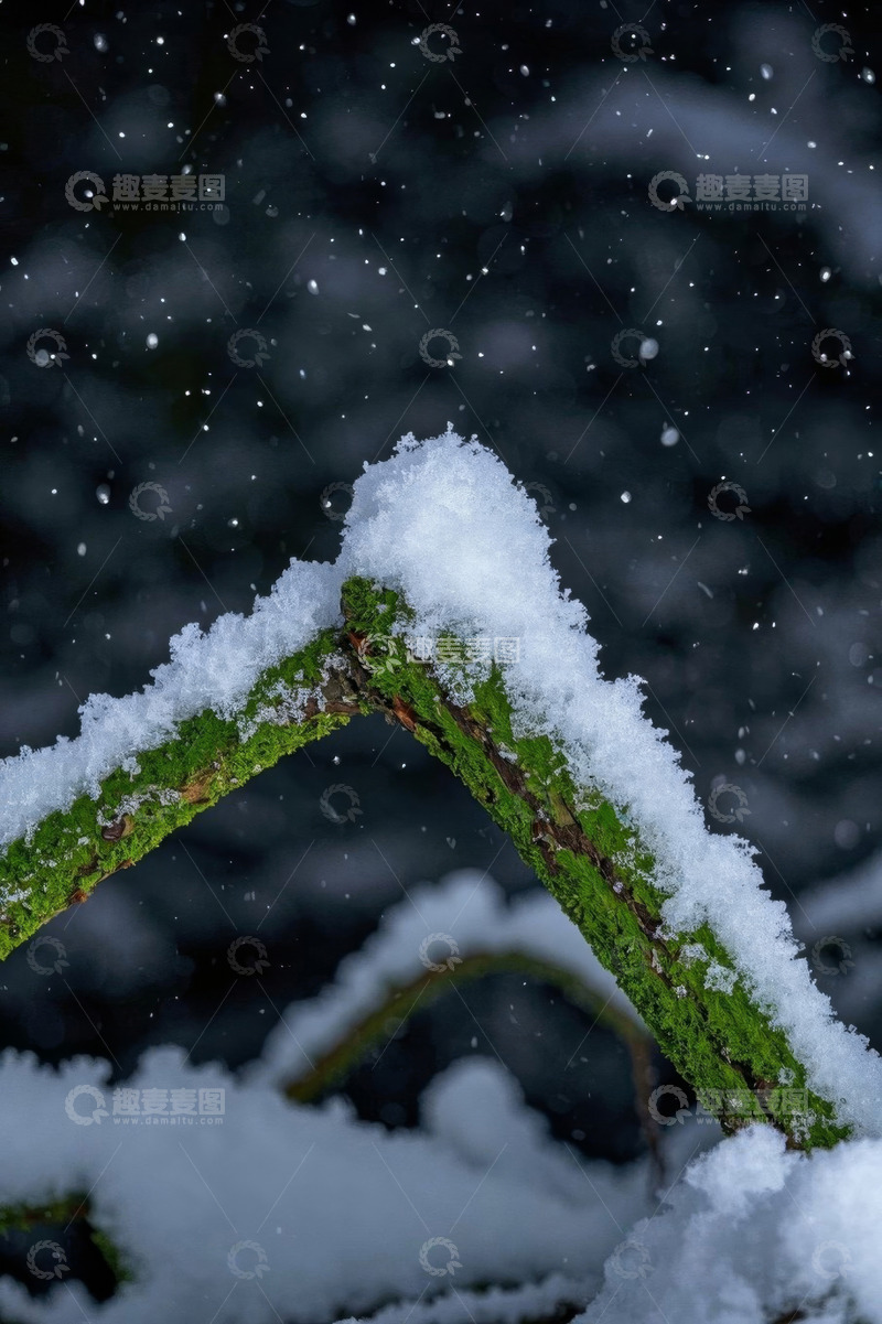 高清大图下载【趣麦麦图】覆雪绿植自然景象
