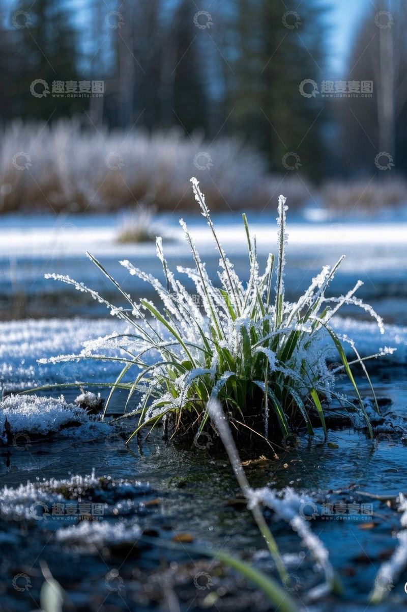 高清大图下载【趣麦麦图】覆霜野草于雪地中的景象