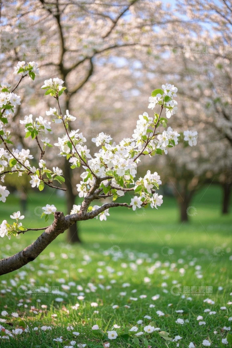 高清大图下载【趣麦麦图】春日绽放的白色繁花与草地
