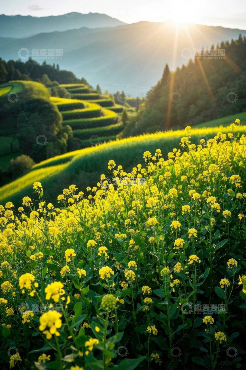高清大图下载【趣麦麦图】山间油菜花海日出景象