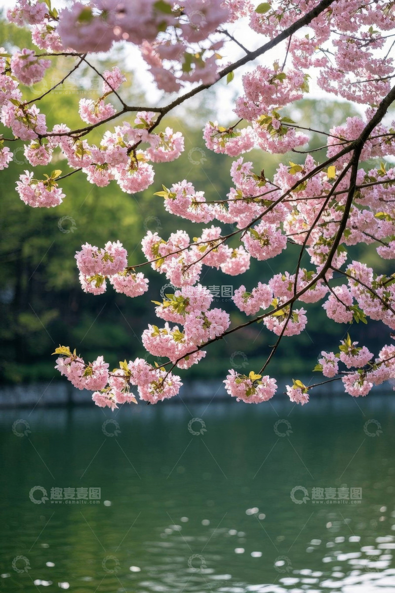 高清大图下载【趣麦麦图】湖畔盛开的粉色樱花