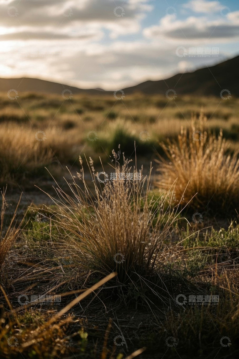 高清大图下载【趣麦麦图】户外草原夕阳下的野草景观