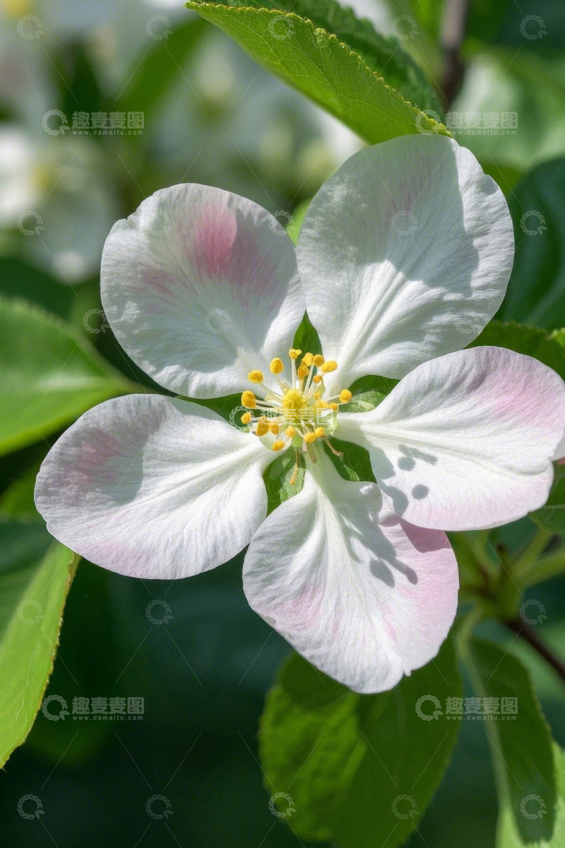 高清大图下载【趣麦麦图】特写白色苹果花及黄色花蕊