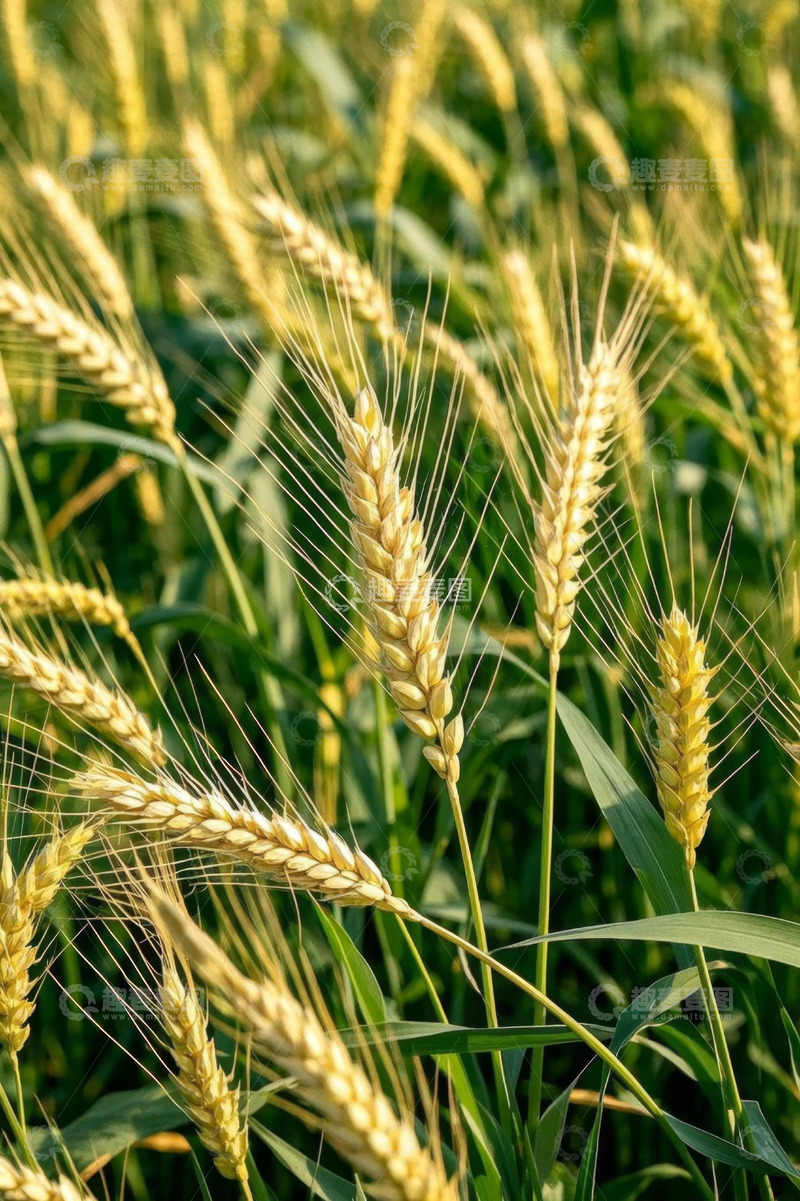 高清大图下载【趣麦麦图】成熟小麦特写