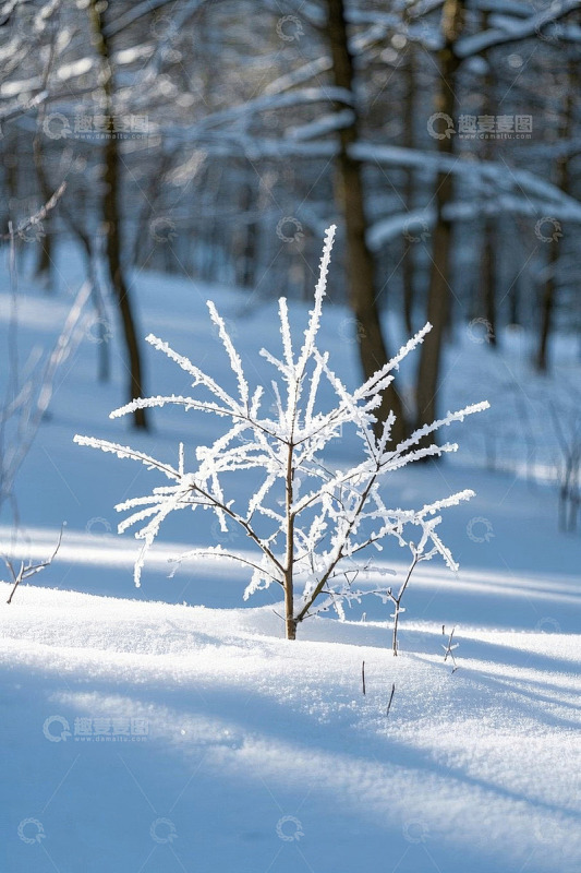 冬日雪覆森林中的小树