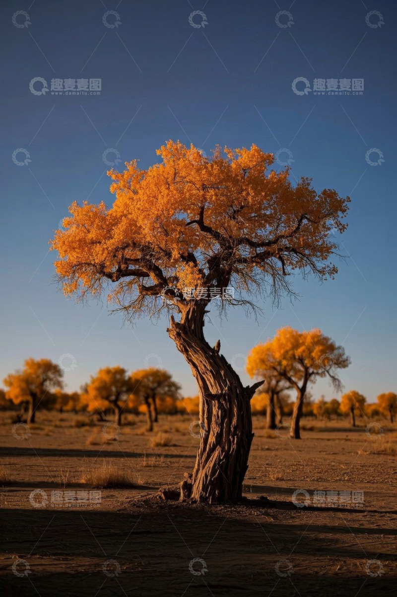 高清大图下载【趣麦麦图】沙漠中的单株金黄胡杨树