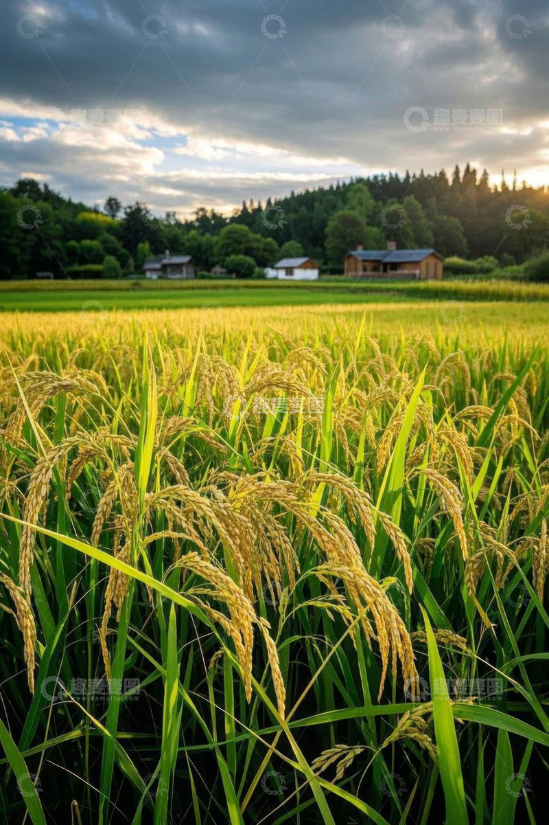 高清大图下载【趣麦麦图】户外田园稻田自然风光