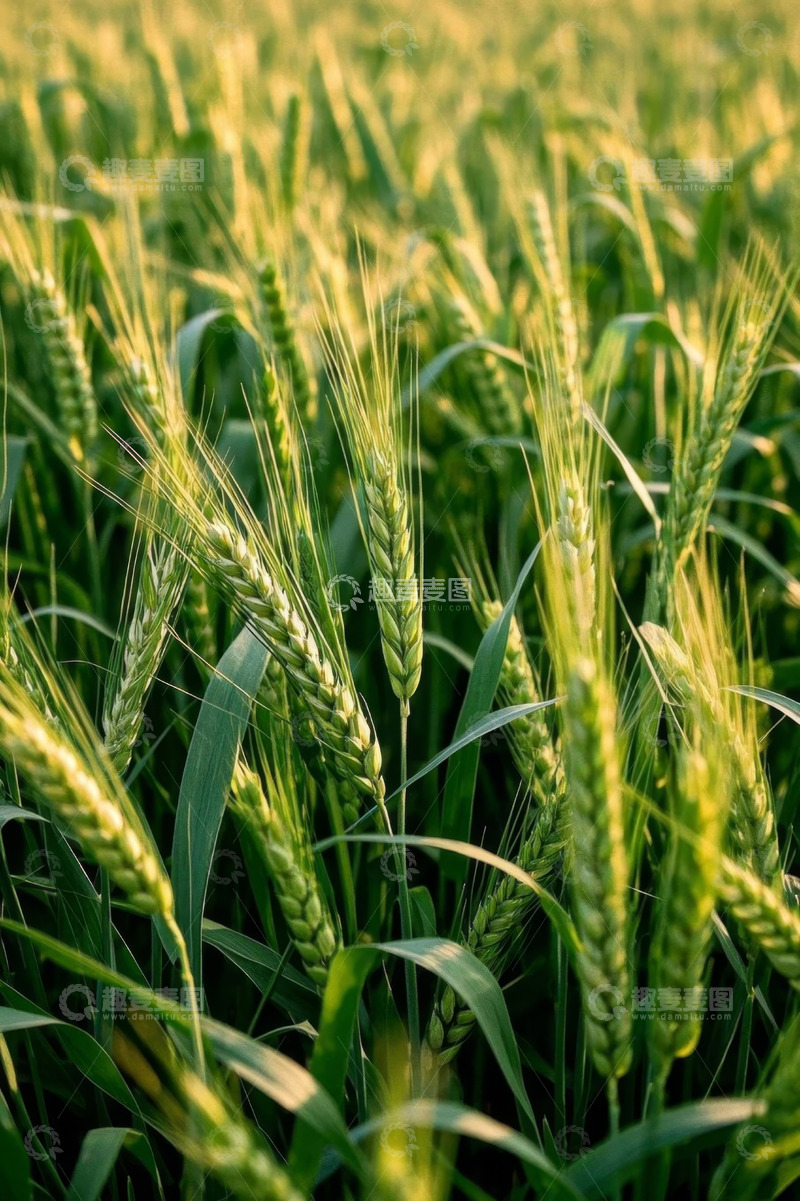 高清大图下载【趣麦麦图】田间成熟小麦特写
