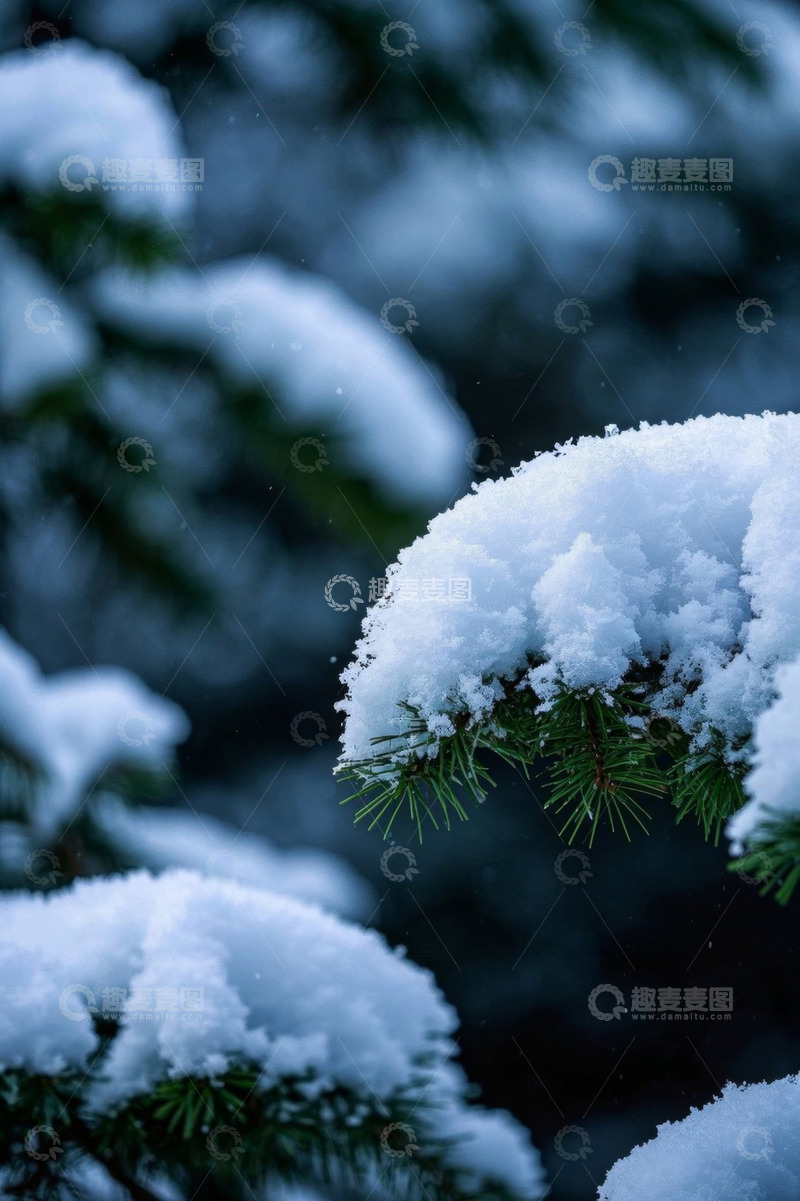 高清大图下载【趣麦麦图】积雪覆盖的松树枝特写
