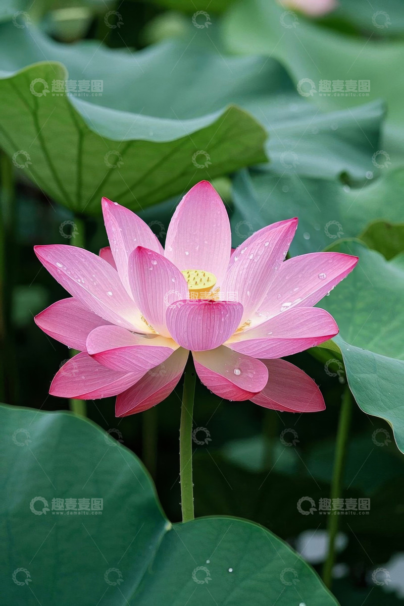 高清大图下载【趣麦麦图】盛开的粉色荷花特写