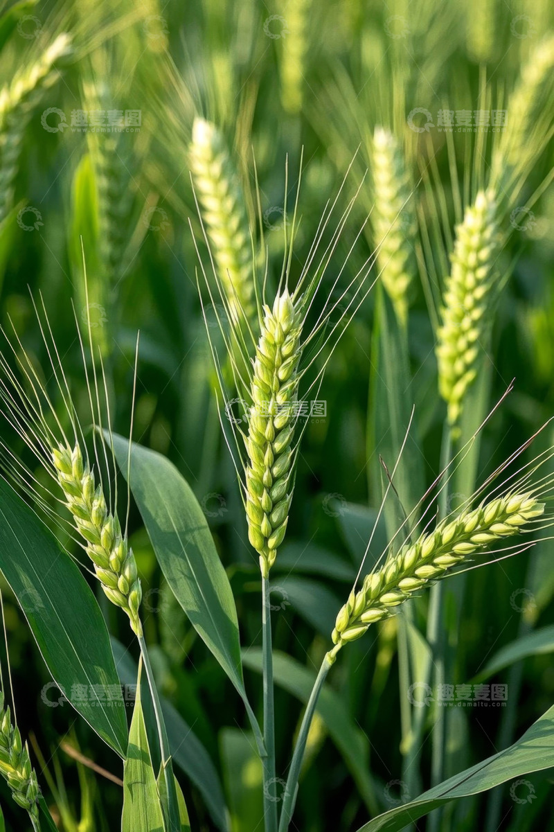 高清大图下载【趣麦麦图】生长中的绿色小麦特写