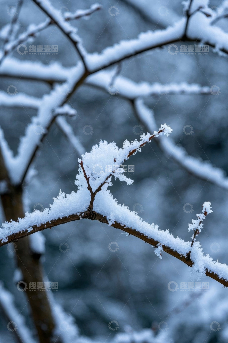 高清大图下载【趣麦麦图】覆雪树枝自然景象