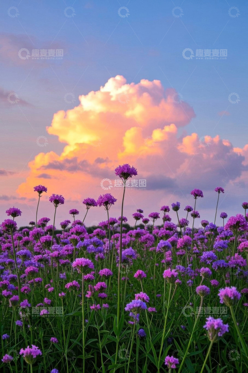 高清大图下载【趣麦麦图】夕阳下的紫色花海