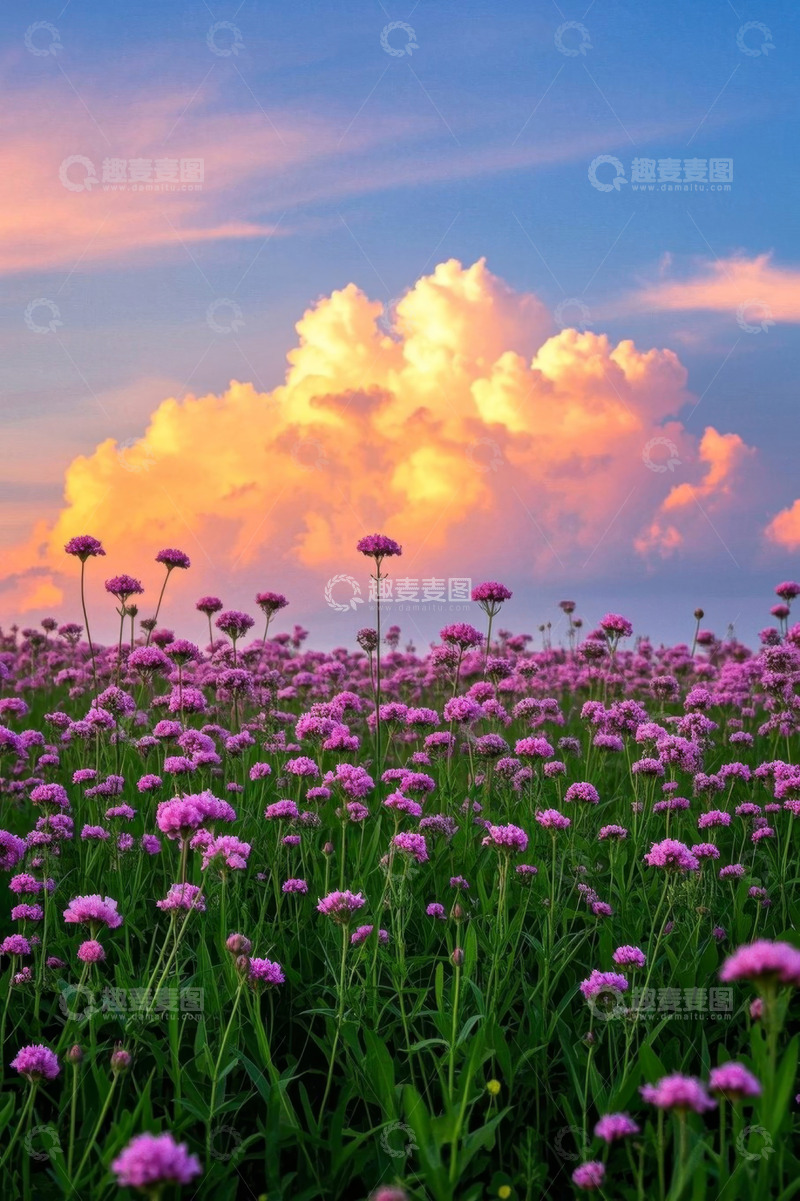 高清大图下载【趣麦麦图】紫色花海与绚丽晚霞景观