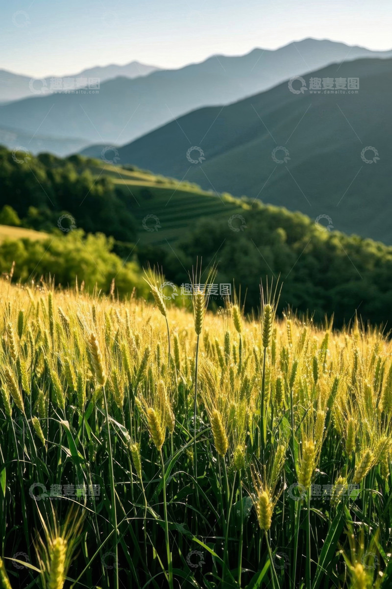 高清大图下载【趣麦麦图】田野中的小麦与远山风景