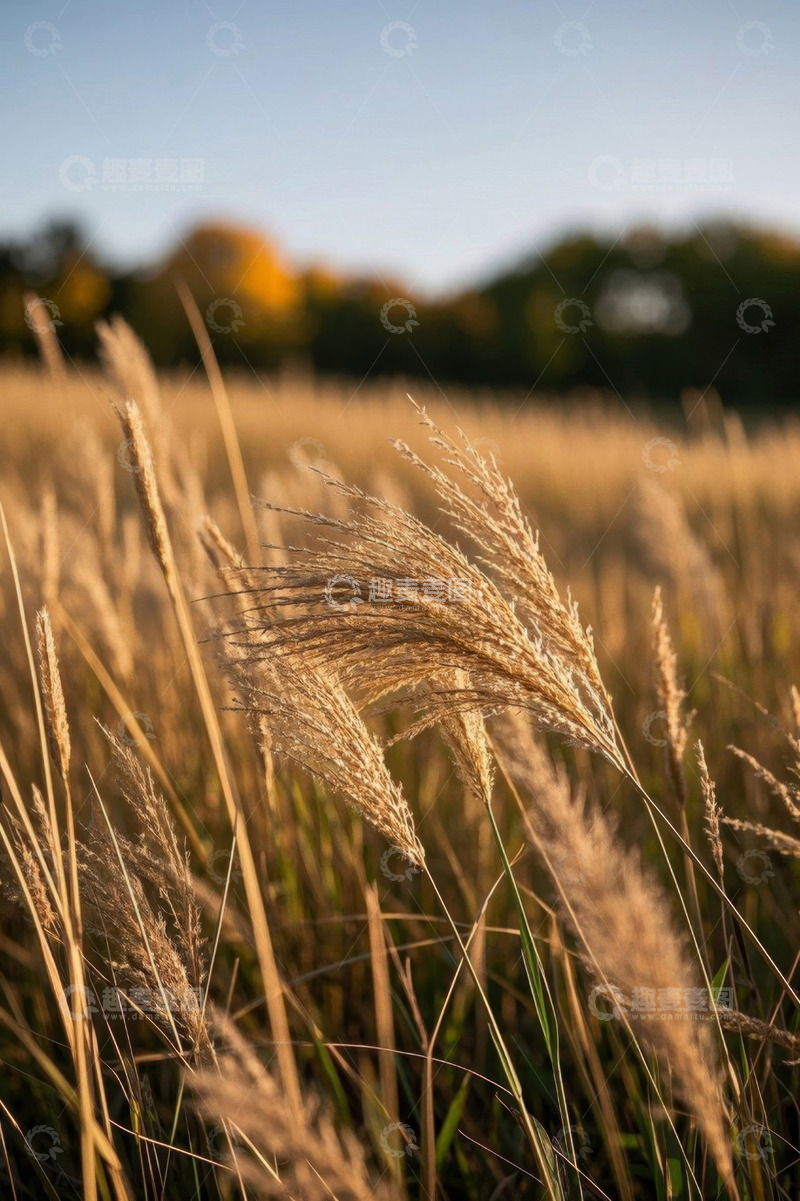高清大图下载【趣麦麦图】秋日田野里的摇曳野草