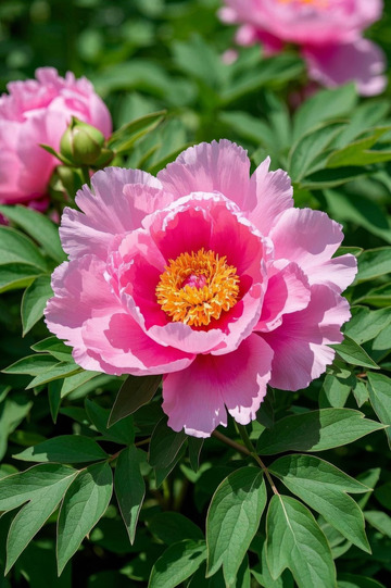 盛开的粉色牡丹花特写