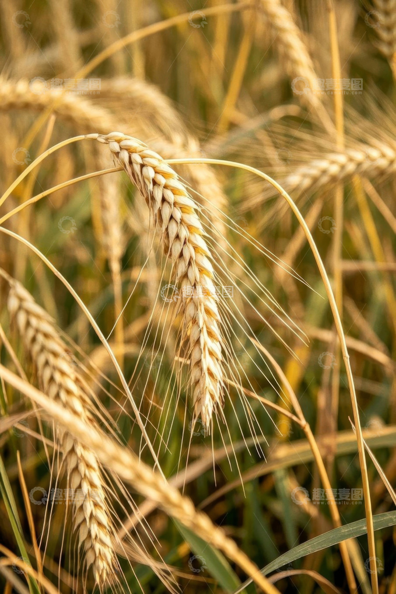 高清大图下载【趣麦麦图】成熟小麦特写画面