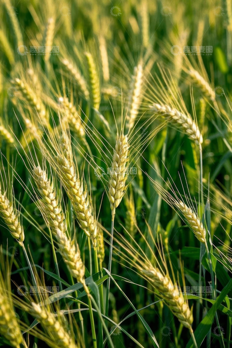 高清大图下载【趣麦麦图】田间生长的成熟小麦