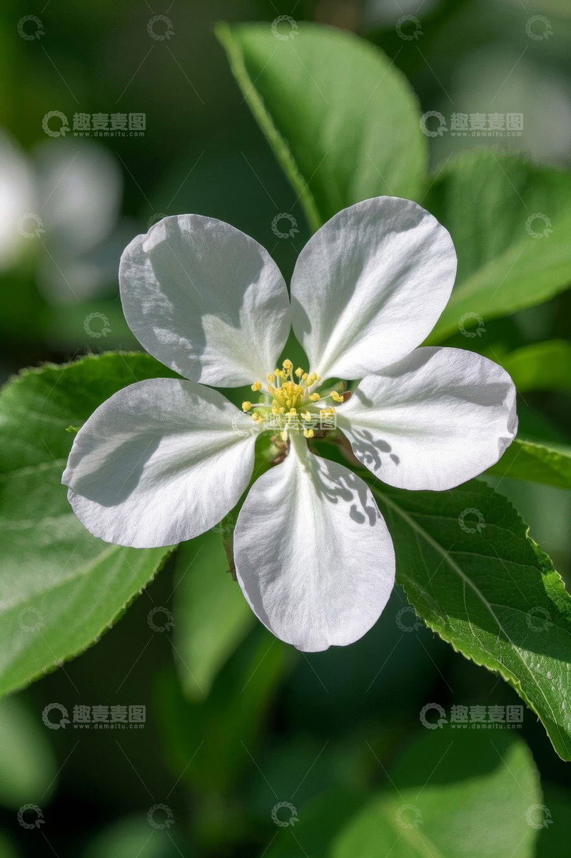 高清大图下载【趣麦麦图】白色花朵特写