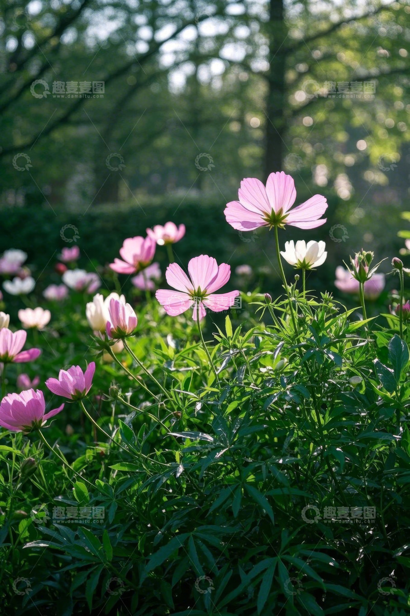 高清大图下载【趣麦麦图】盛开的粉色白色格桑花植物
