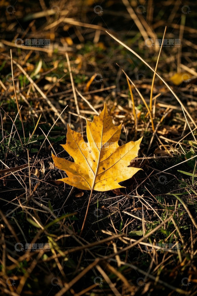 高清大图下载【趣麦麦图】地面上的黄色枫叶特写