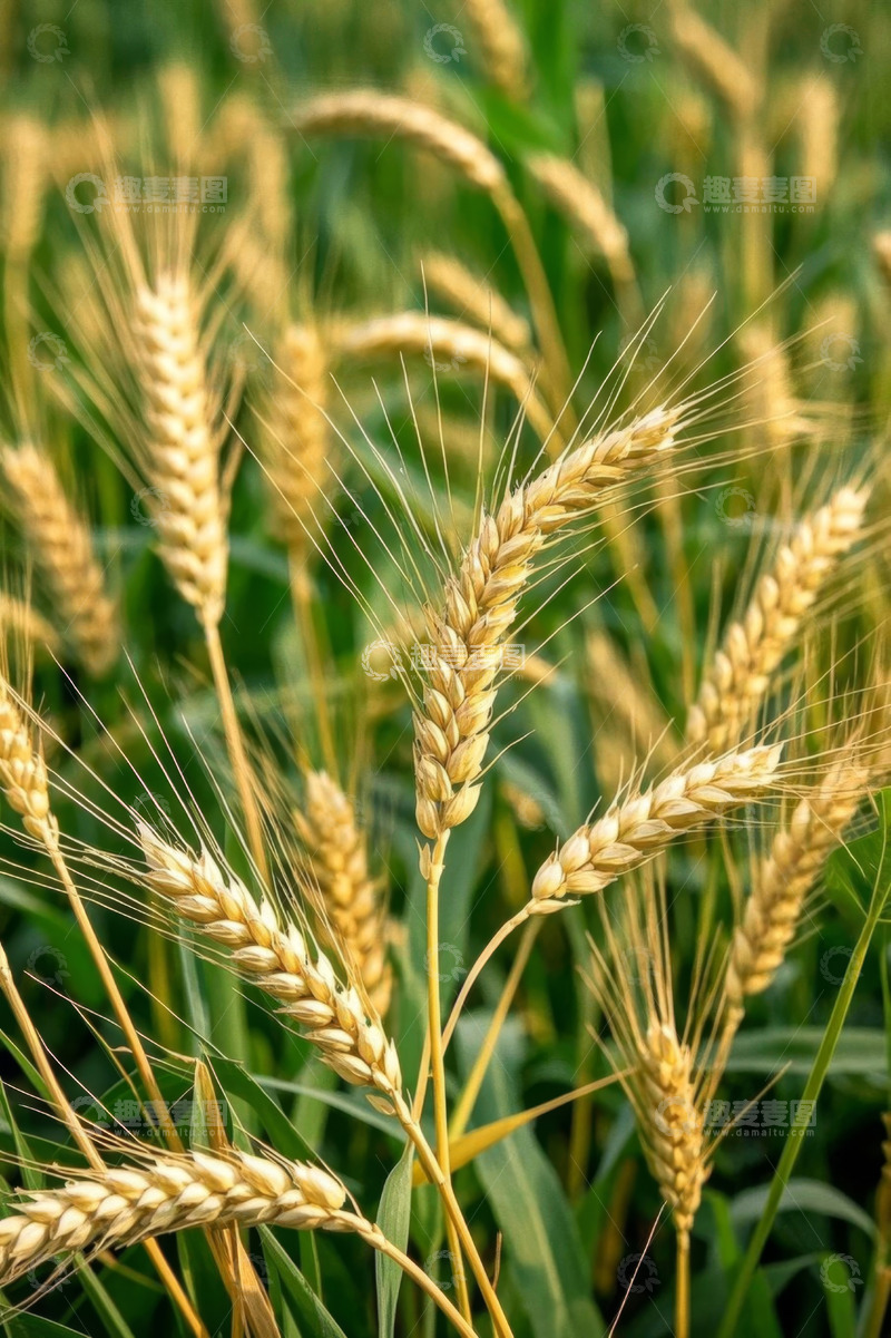 高清大图下载【趣麦麦图】成熟小麦特写