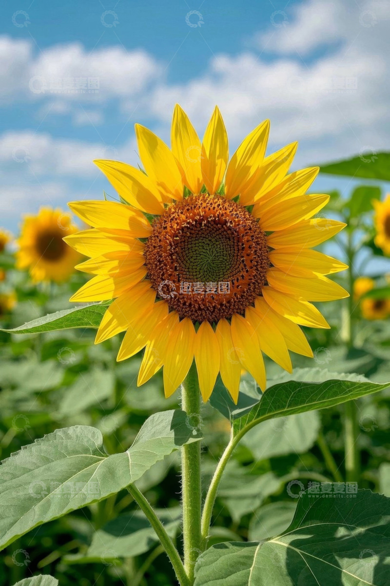 高清大图下载【趣麦麦图】向日葵花田特写