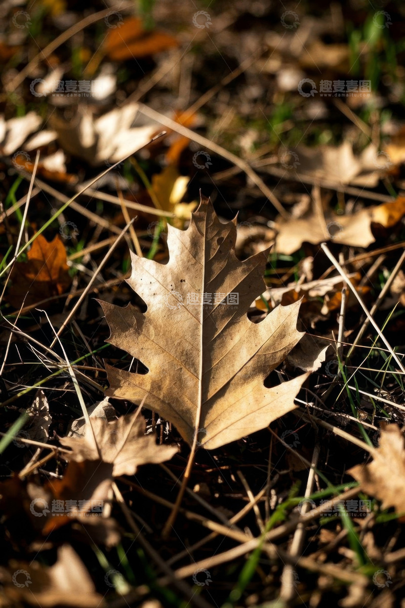 高清大图下载【趣麦麦图】地面上的秋日枯黄树叶