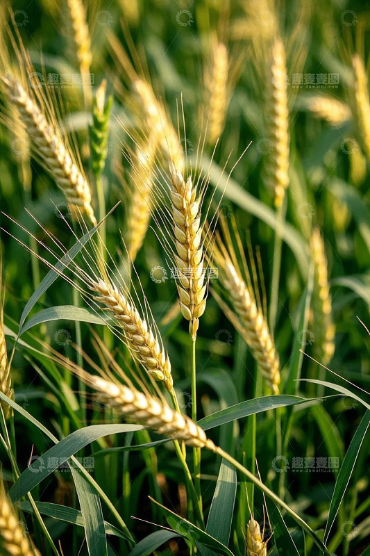 麦田中的成熟小麦