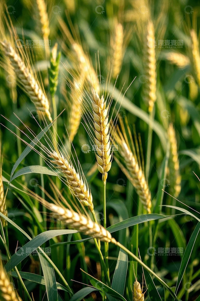 麦田中的成熟小麦