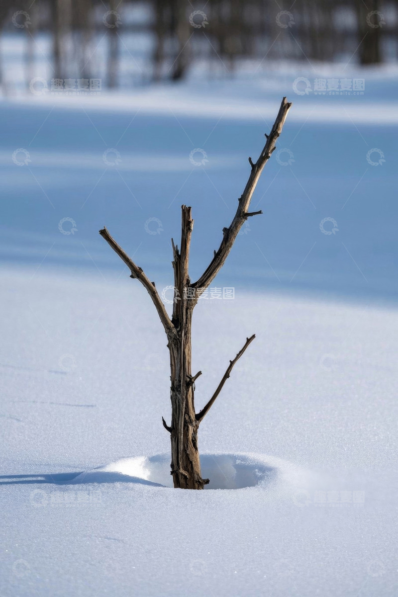 高清大图下载【趣麦麦图】雪地中孤立的枯树枝