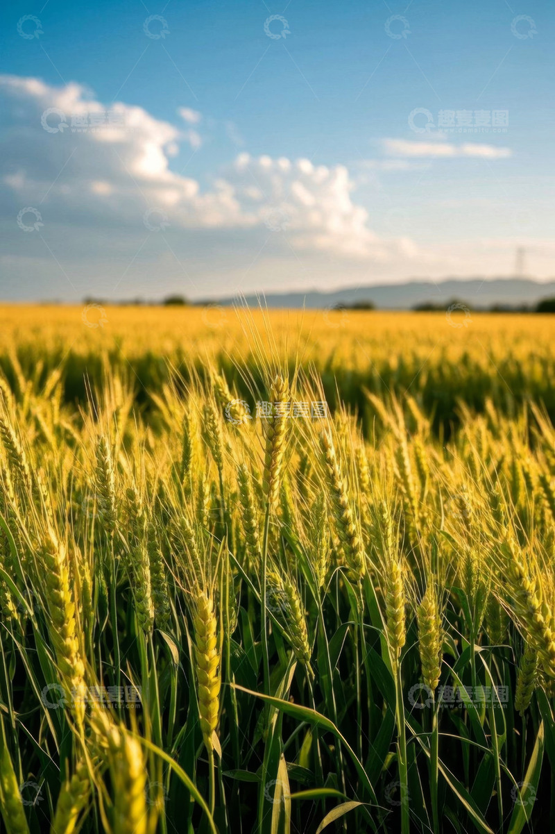 高清大图下载【趣麦麦图】金黄麦田与蓝天白云风景